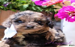 Cockapoo dogs for sale: Haggard - Image 1