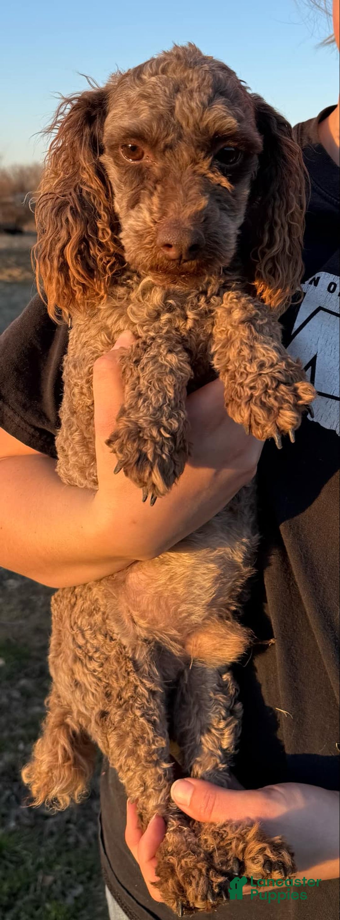 Shihpoo dogs for sale: Crumble - Image 5