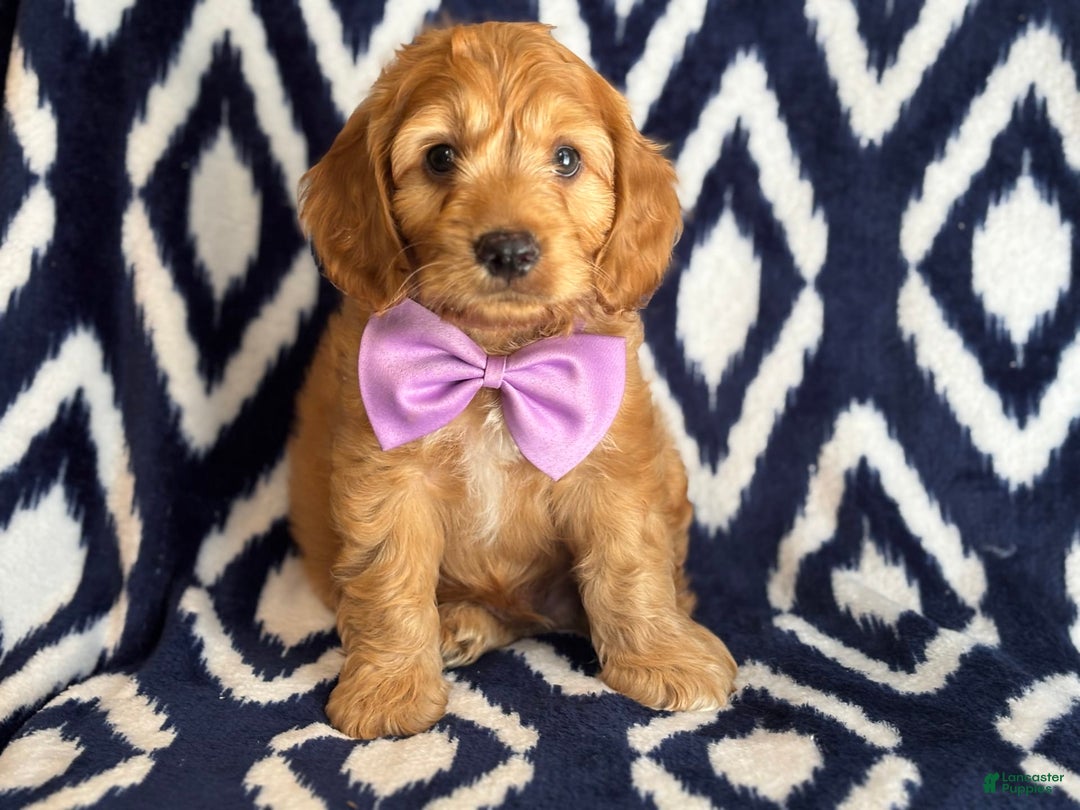 Cockapoo dogs for sale: Bubba - Image 4