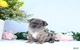 Boston Terrier dogs for sale: Comet - Image 1