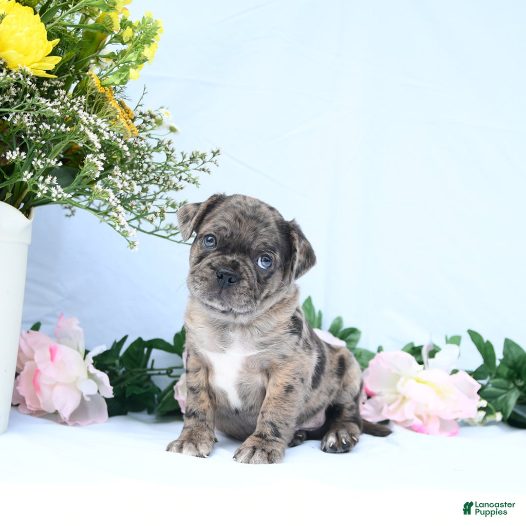 Boston Terrier dogs for sale: Comet - Image 1
