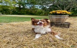 Australian Shepherd dogs for sale: Captain - Image 7