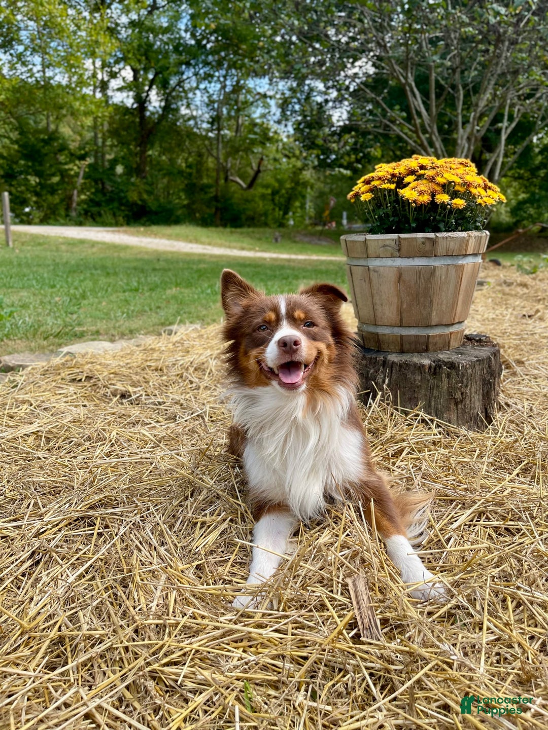 Australian Shepherd dogs for sale: Captain - Image 7