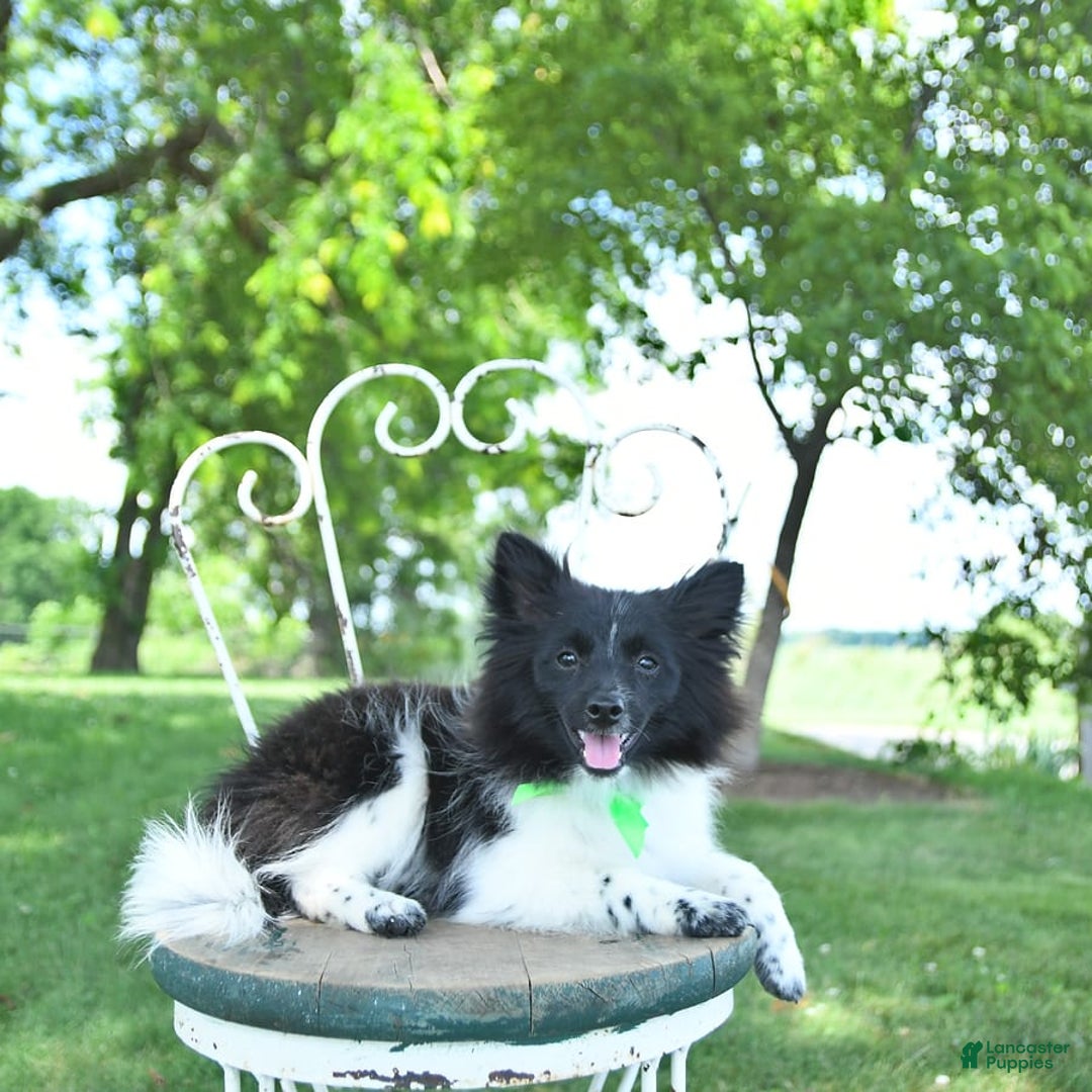 Pomeranian dogs for sale: Cody - Image 13