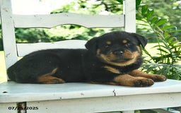 Rottweiler dogs for sale: Princess - Image 2