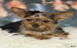 Yorkshire Terrier dogs for sale: Lola - Image 4