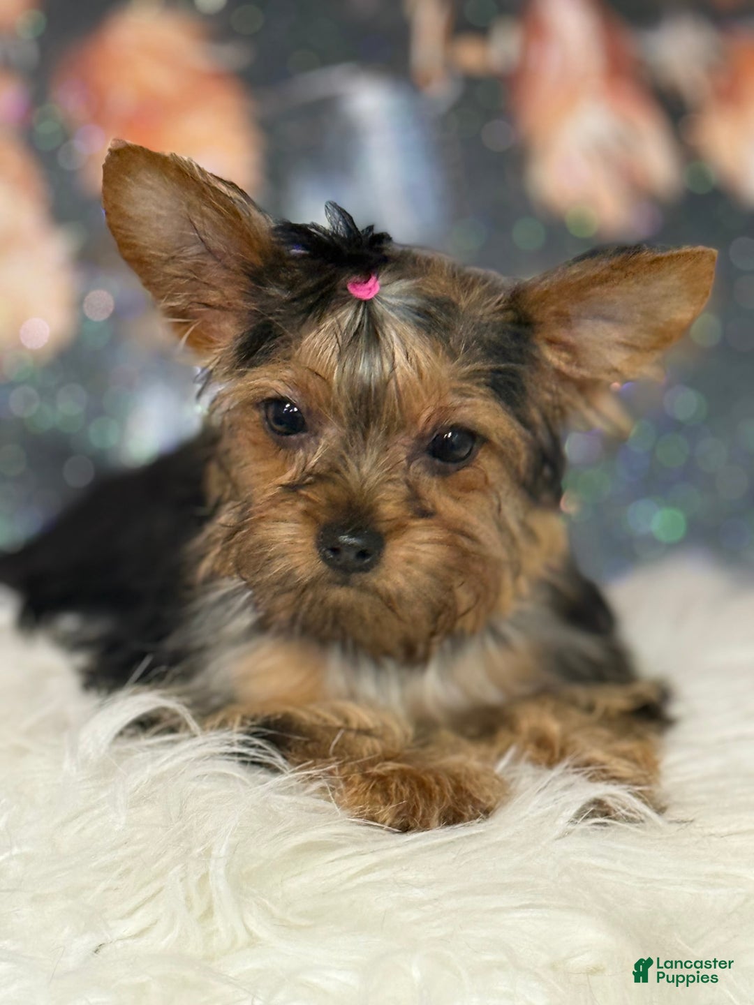 Yorkshire Terrier dogs for sale: Lola - Image 4