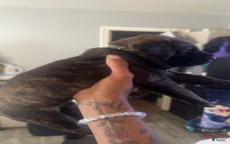 Cane Corso dogs for sale: Green - Image 2