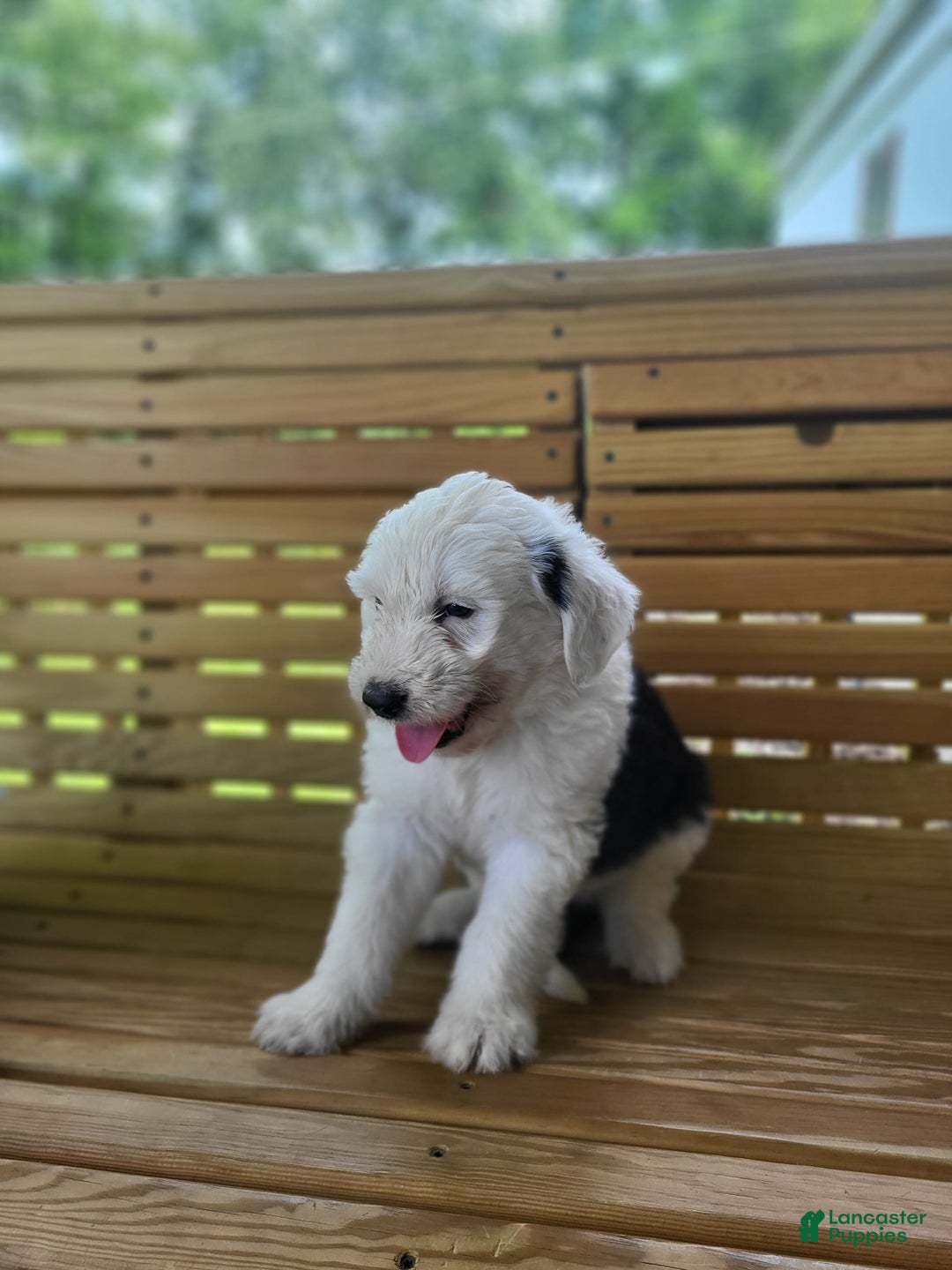 Standard Poodle dogs for sale: Alpine - Image 2