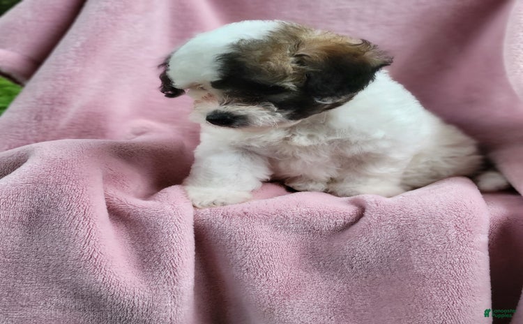 Bichpoo dogs for sale - Ad 3