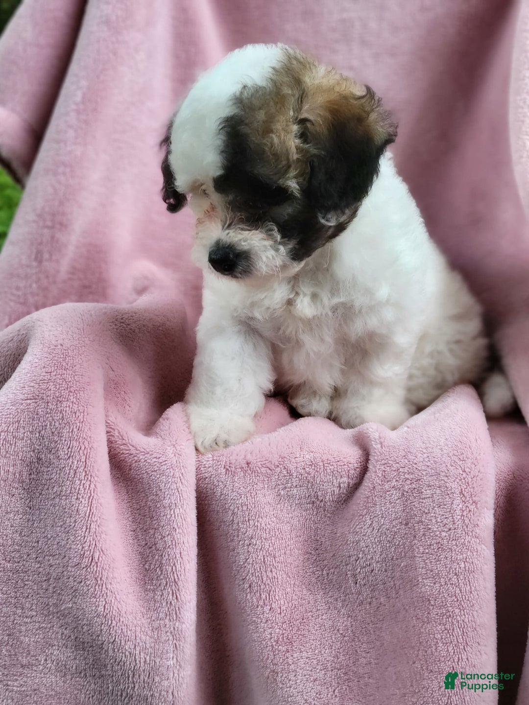 Bichpoo dogs for sale: Wanda - Image 1
