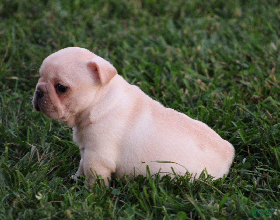 French Bulldog dogs for sale: Lincoln - Image 9