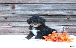 Miniature Poodle dogs for sale: Milo - Image 3