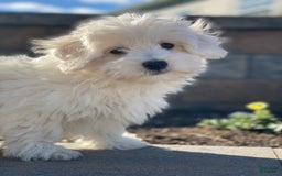Coton De Tulear dogs for sale: Alex - Image 6