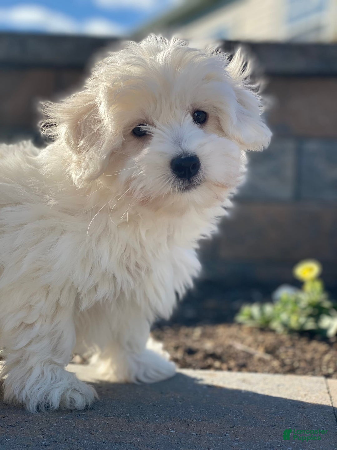 Coton De Tulear dogs for sale: Alex - Image 6