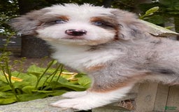 Mini Bernedoodle dogs for sale: 💜 Boston Ma 💜 Mini Bernedoodle - Image 14