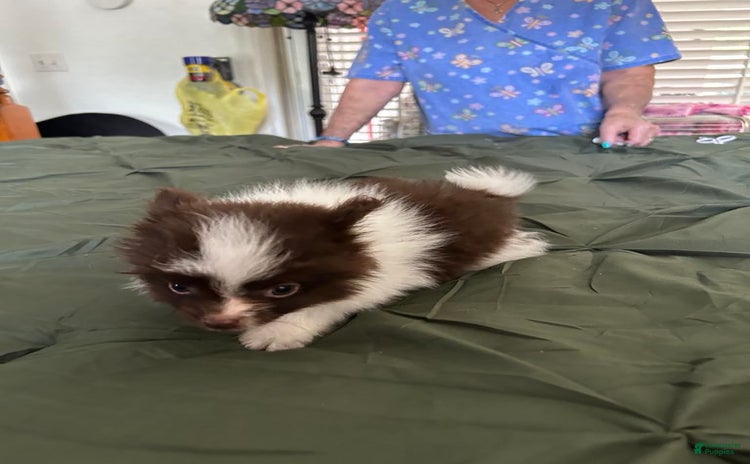 Pomeranian dogs for sale - Ad 4