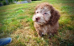 Havapoo dogs for sale: Harmony - Image 14