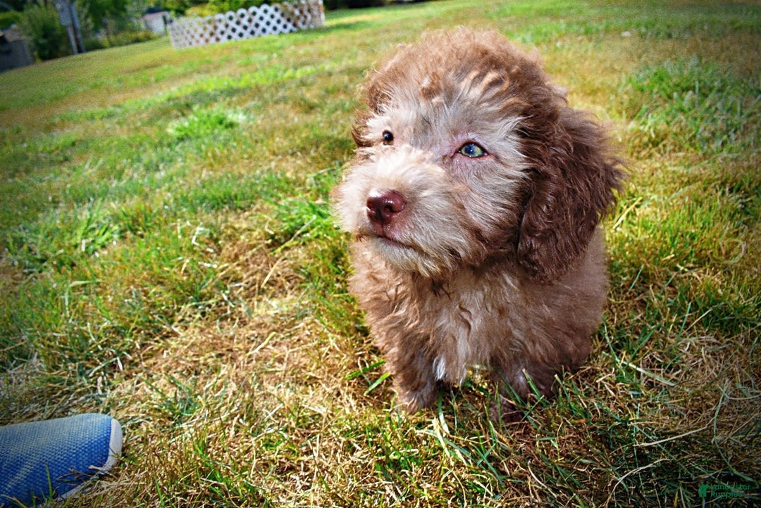 Havapoo dogs for sale: Harmony - Image 14