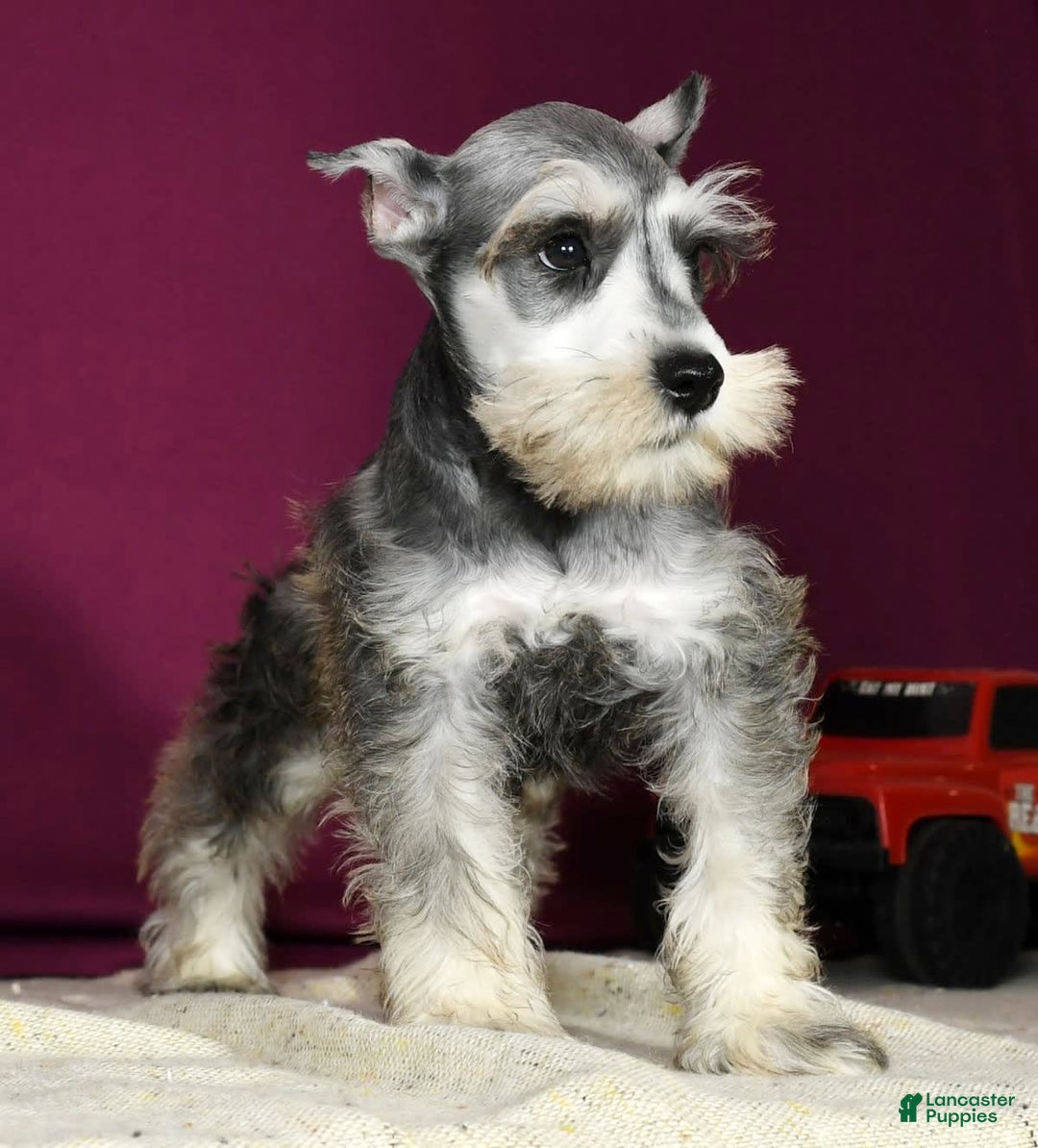 Miniature Schnauzer dogs for sale: Ken - Image 5
