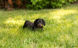 Miniature Dachshund dogs for sale: Nova - Image 5