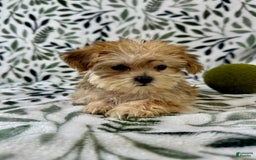 Shorkie dogs for sale: Labubu - Image 5