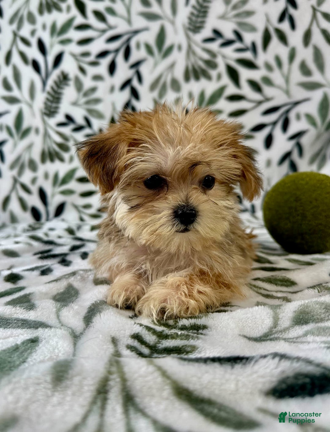 Shorkie dogs for sale: Labubu - Image 5