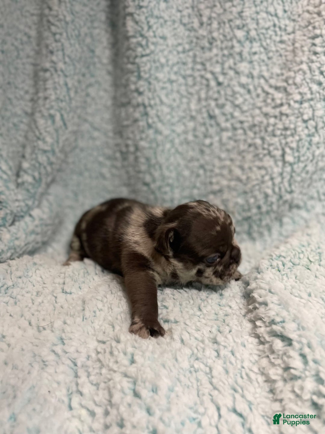 French Bulldog dogs for sale: Harley - Image 16