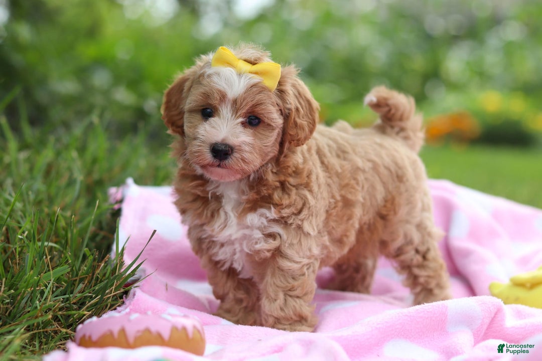 Havapoo dogs for sale: Remi - Image 5