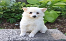 American Eskimo dogs for sale: Stella - Image 1