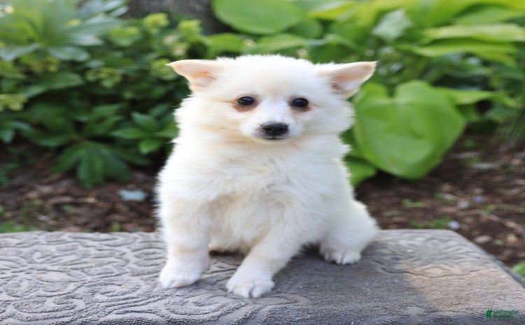American Eskimo dogs for sale - Ad 1
