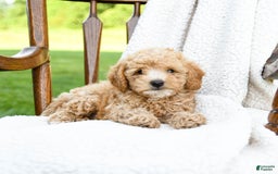 Havapoo dogs for sale: Pebbles - Image 2