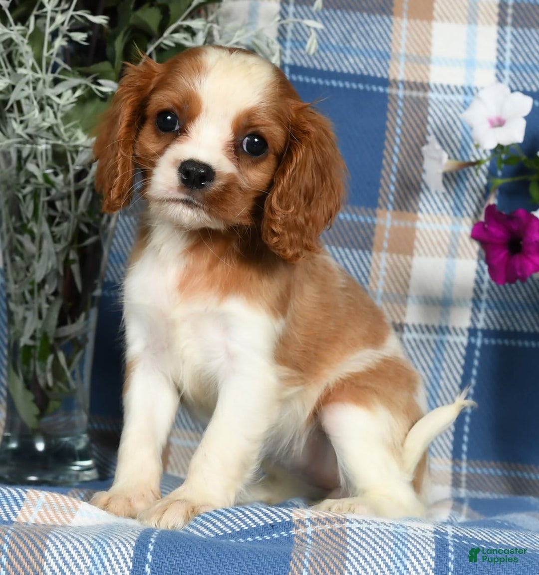 Cavalier King Charles Spaniel dogs for sale: Anna - Image 4