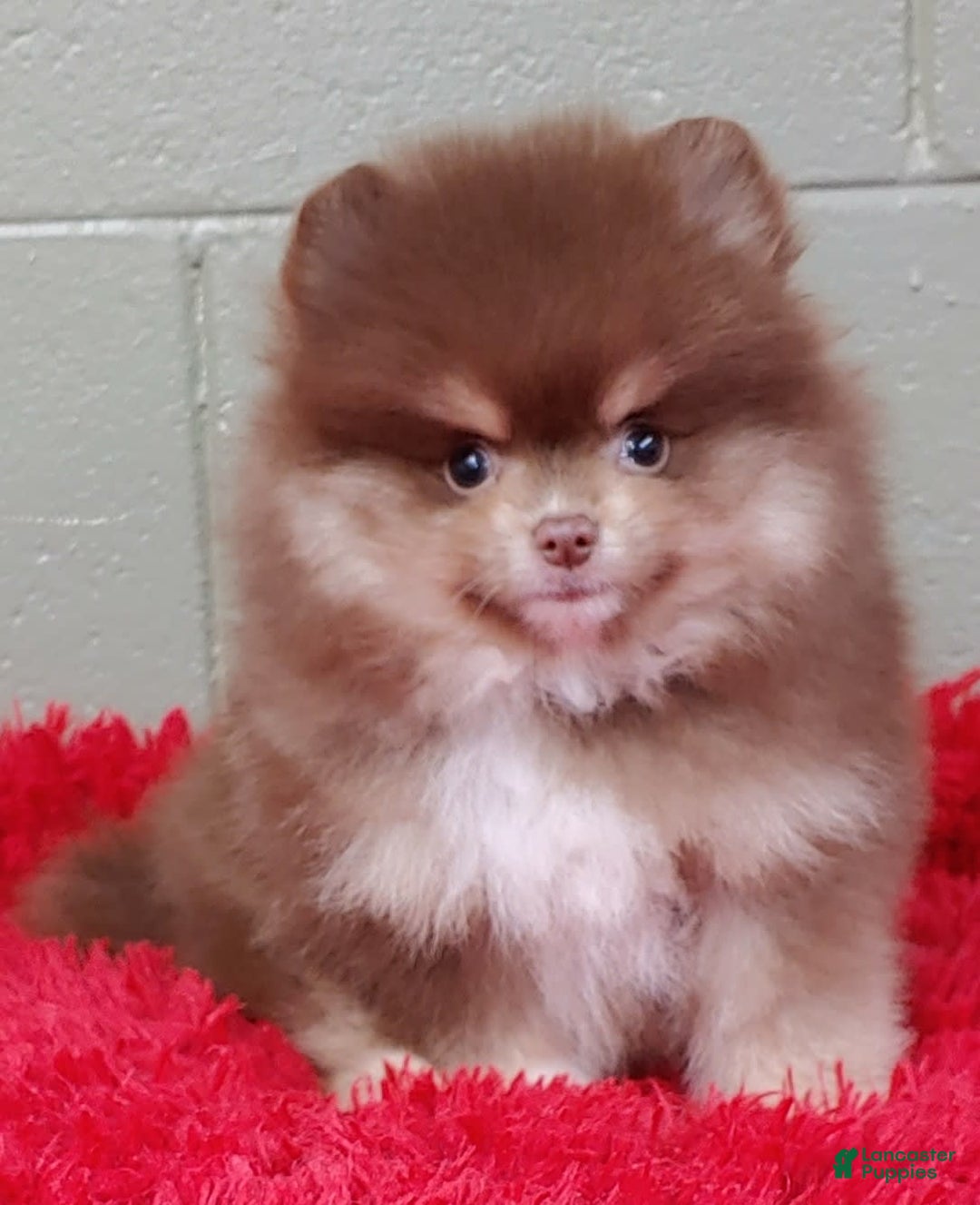 Pomeranian dogs for sale: Jessy - Image 1