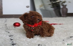 Toy Poodle dogs for sale: Eleanor - Image 10