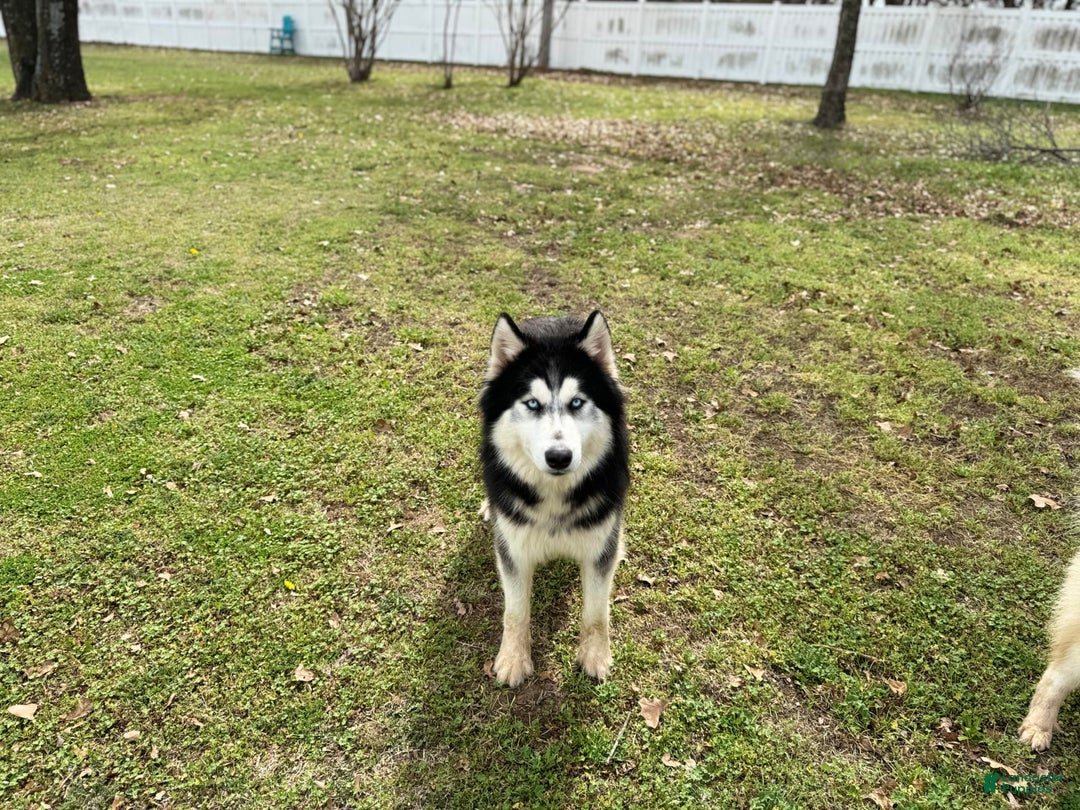 Siberian Husky dogs for sale: Rip - Image 12