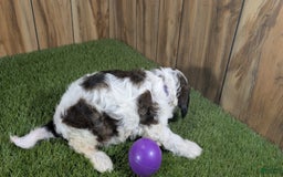 Cavapoo dogs for sale: Cocoa Girl 3 - Image 3
