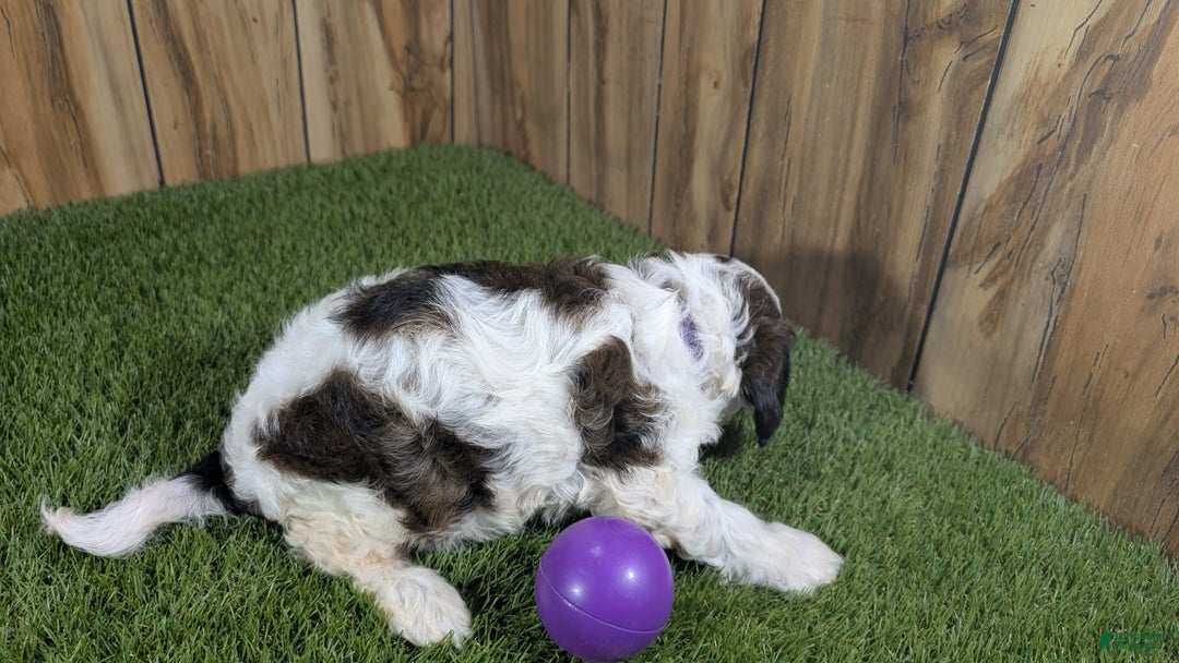 Cavapoo dogs for sale: Cocoa Girl 3 - Image 3