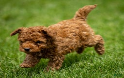 Toy Poodle dogs for sale: Maple Rose - Image 3