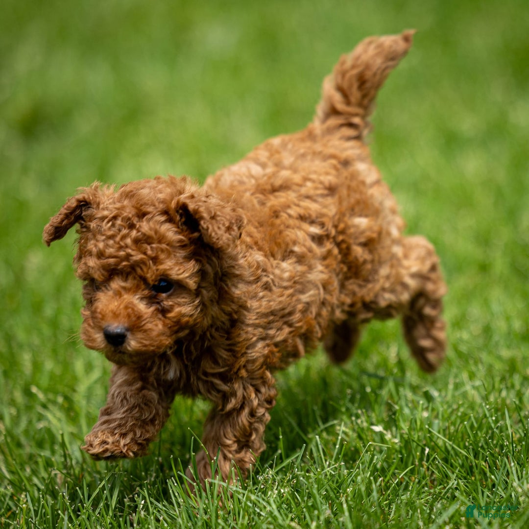 Toy Poodle dogs for sale: Maple Rose - Image 3