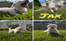 Goldendoodle dogs for sale: Jax - Image 1