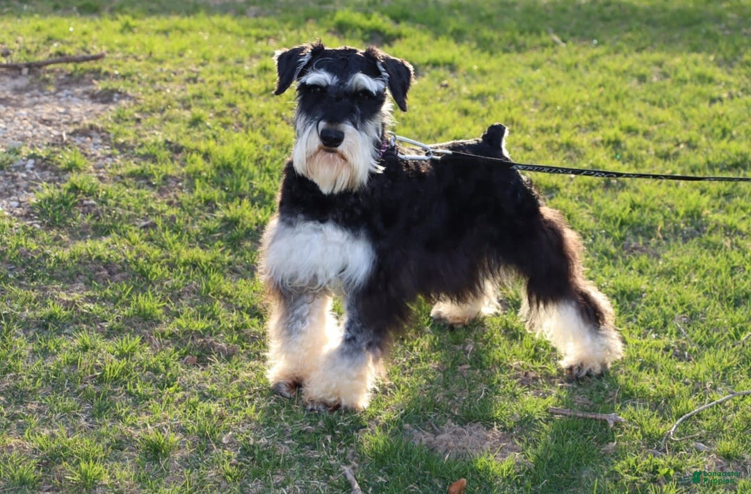 Miniature Schnauzer dogs for sale: Cinderella - Image 23