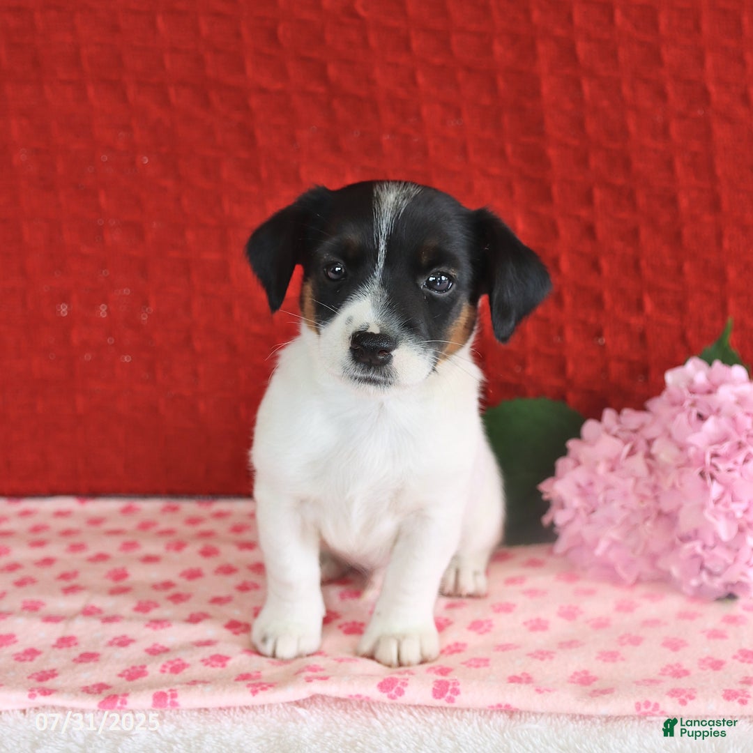 Jack Russell Terrier dogs for sale: Rascal - Image 4