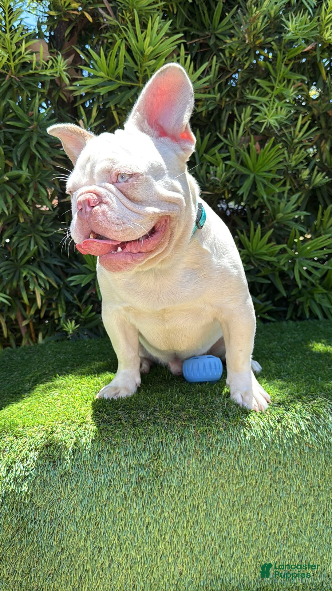 French Bulldog dogs for sale: Skyler - Image 5