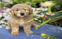 Goldendoodle dogs for sale: Jasmine - Image 4