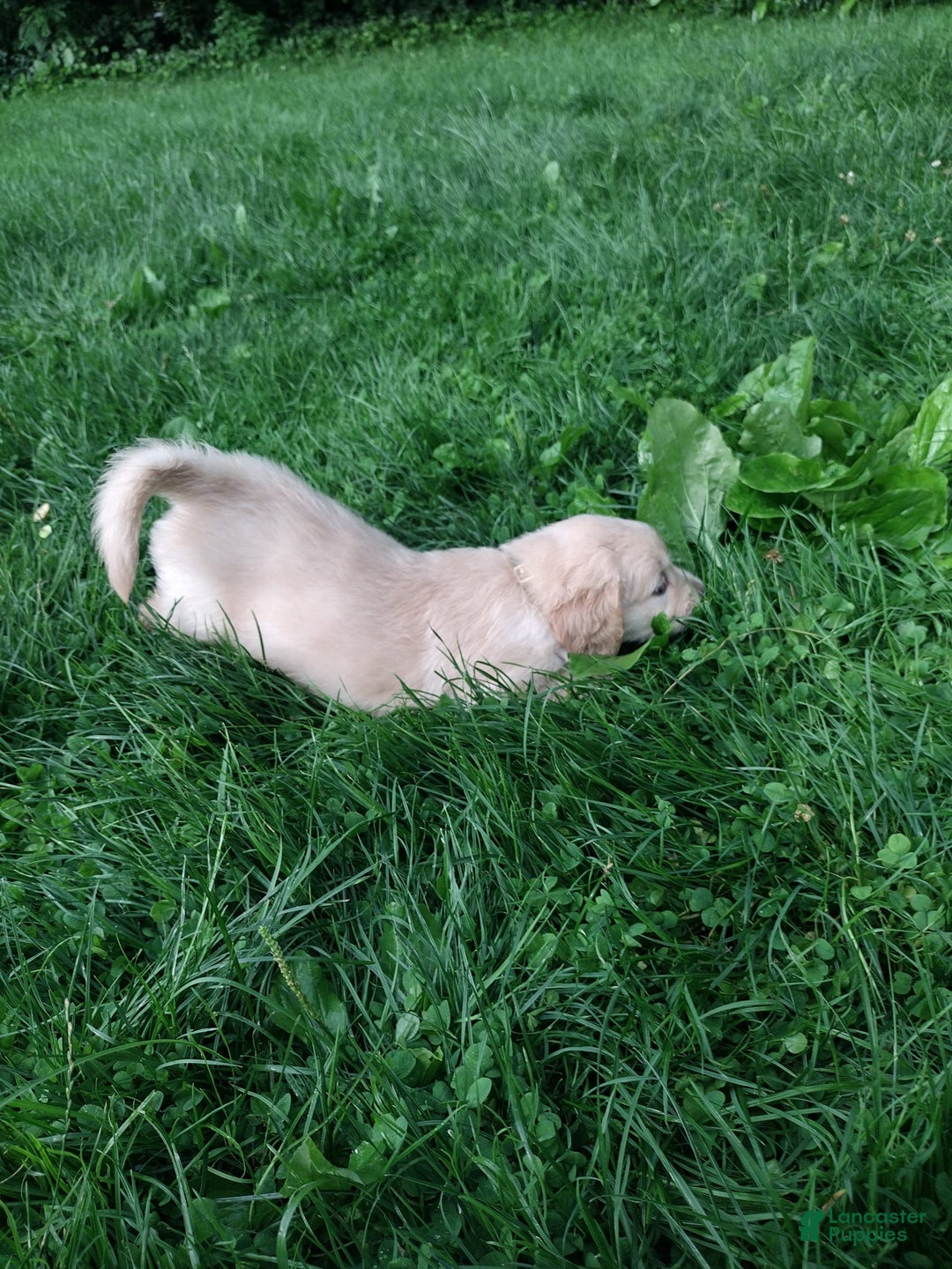 Golden Retriever dogs for sale: Prairie - Image 20