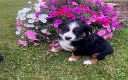 Australian Shepherd dogs for sale: Champ - Image 3