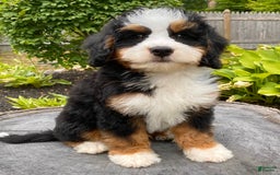 Mini Bernedoodle dogs for sale: 💛 Boston Ma 💛 Mini Bernedoodle - Image 5