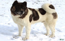 Akita dogs for sale: Bella - Image 5