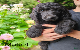 Standard Poodle dogs for sale: Male 4 - Image 1
